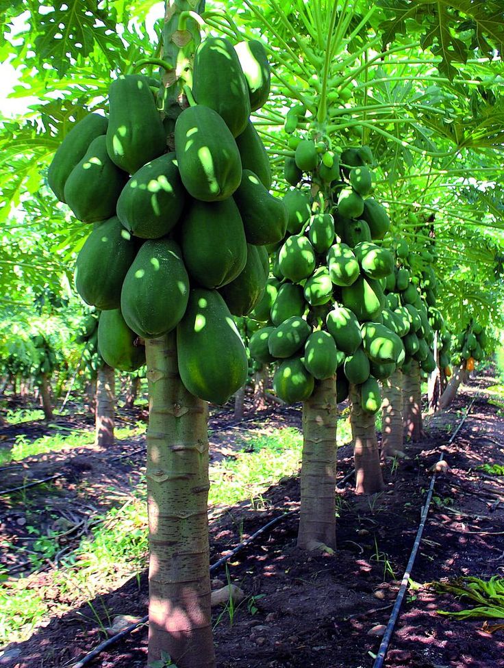 Papaya harvest